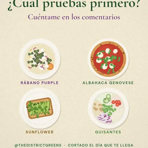 ¿Qué brote va en tu plato? 🌱