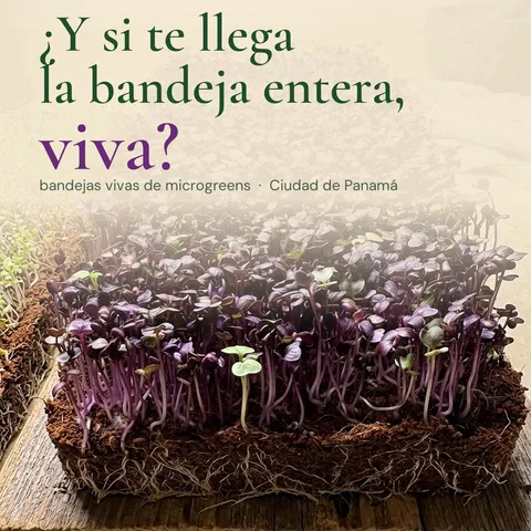 ¿Y si en vez del pack te llega la bandeja entera, viva? 🌱
