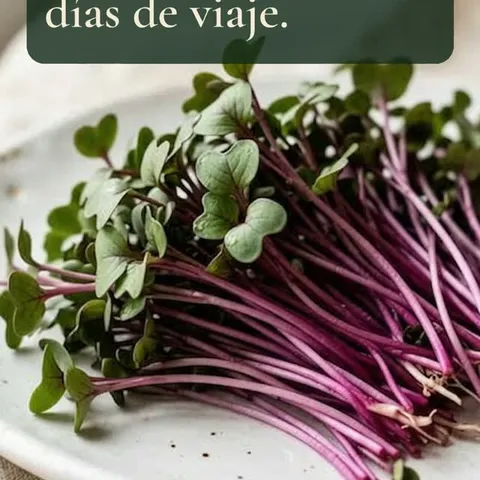 Los microgreens del súper llevan días de viaje. Estos se cortaron esta mañana 🌱