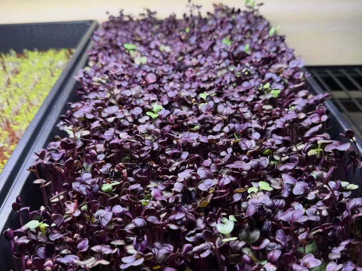 Bandeja de microgreens de rábano morado en la granja