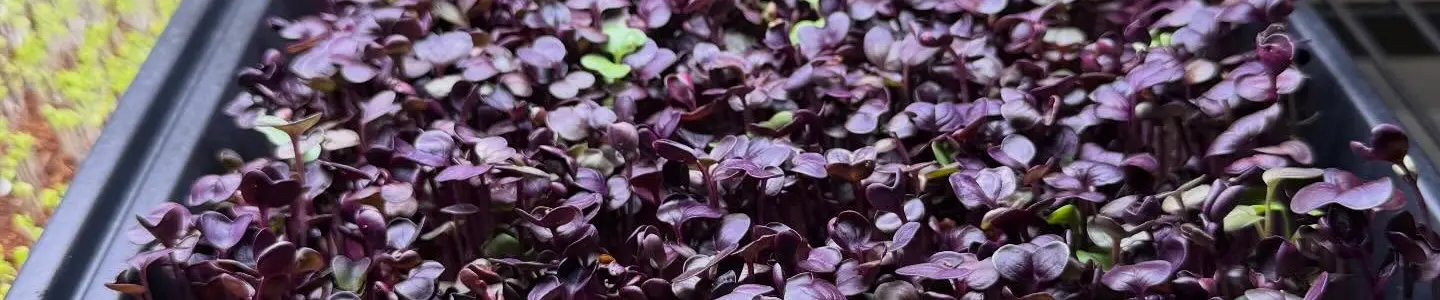 Bandeja de microgreens de rábano morado bajo la luz de cultivo